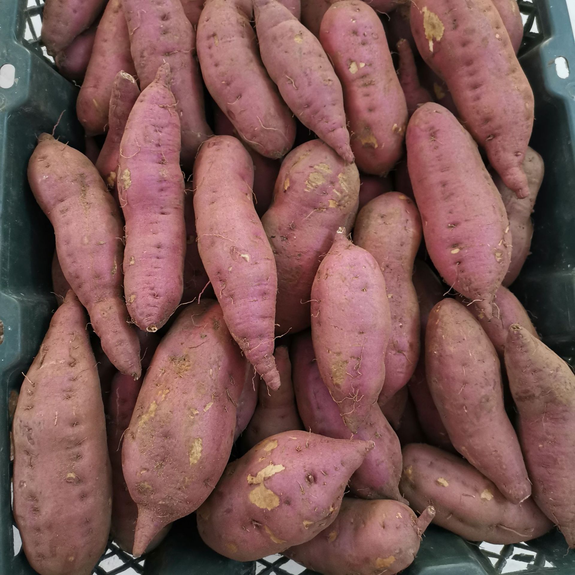 海南正宗澄迈富硒桥头地瓜香甜黄心板栗番薯沙地红薯5斤一件代发