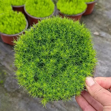 爱尔兰珍珠草杯苗 花境观赏草 微景观盆栽成都园林绿化工程苗木