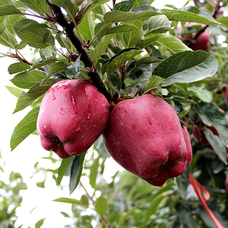 甘肃天水花牛苹果 代发3/9斤特大果新鲜粉糯应季孕妇水果红蛇果