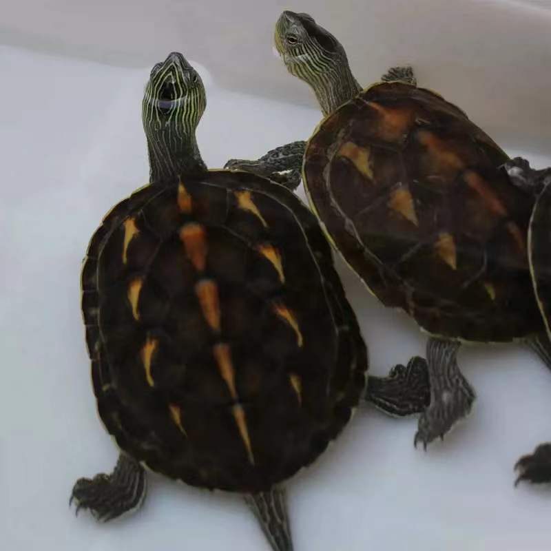 珍珠龟中华花龟活体活物台湾六线草龟放生观赏乌龟苗宠物食用肉龟