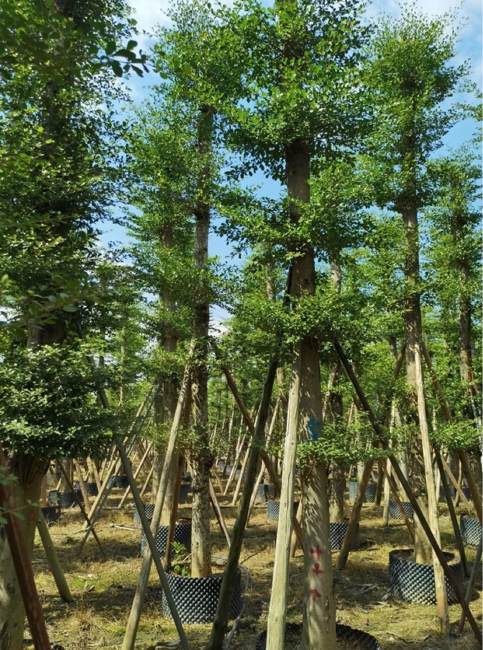 小叶榄仁树苗雨伞树绿化风景树细叶榄仁大树庭院市政四季常绿植物