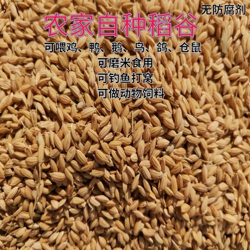 喂鸡的稻谷20斤带壳谷子水稻粮食杂粮鸭鹅鸽鸟宠物饲料10斤速卖通