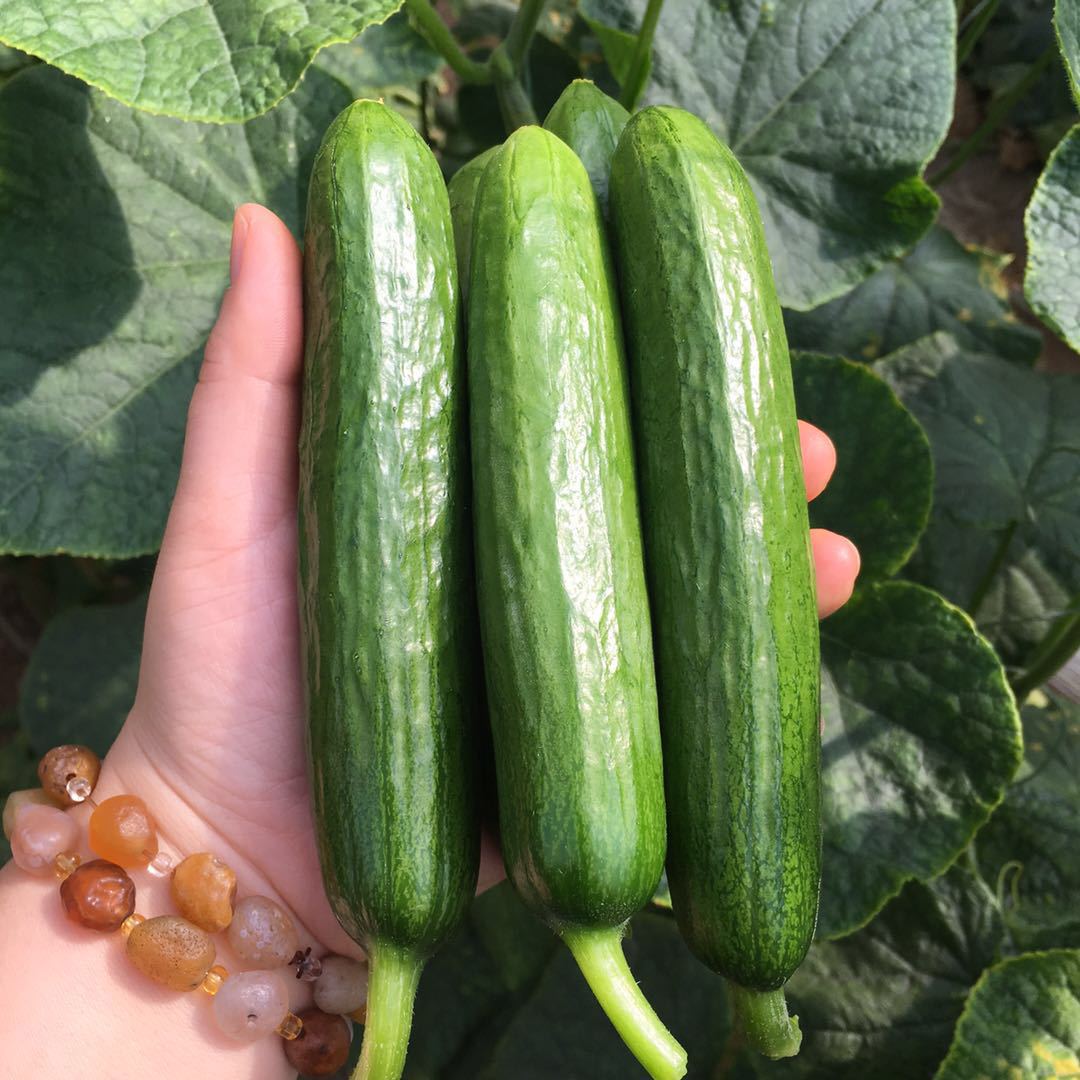 『水果小黄瓜』新鲜小黄瓜水果小青瓜蔬菜农家生吃5斤现摘现发