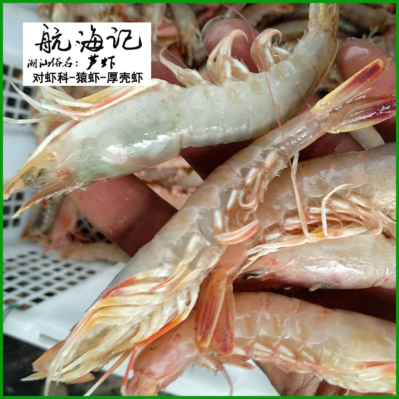潮汕芦虾500g海虾剑虾生鲜深海产品冷冻水产品对虾白厚壳冰鲜
