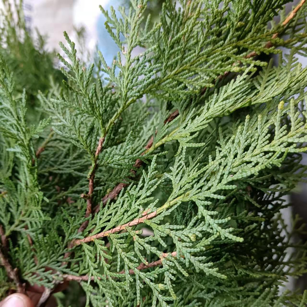 秦岭野生新鲜柏树叶现摘现发侧柏叶护发养发乌发熏腊肉熏腊肠