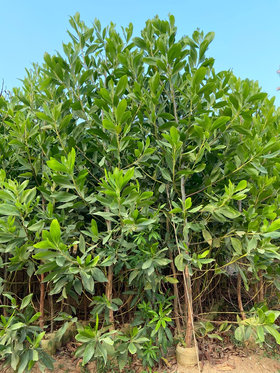 马占相思 大叶相思