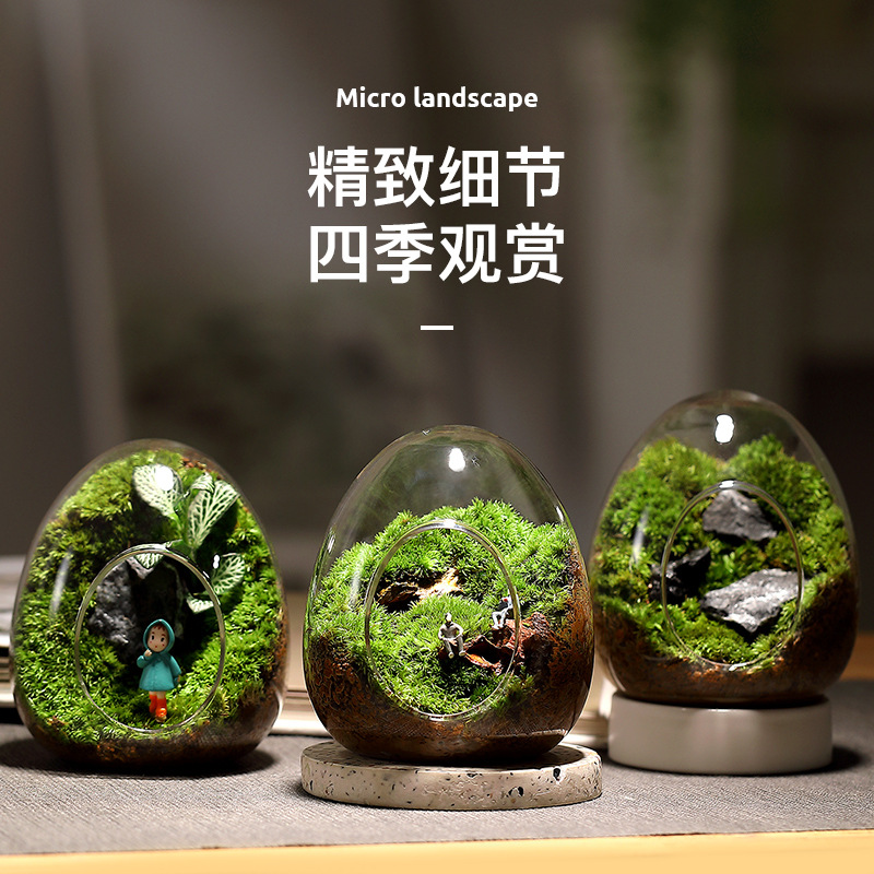 苔藓微景观盆栽生态瓶奇趣创意成品植物小盆景办公室桌面好养绿植