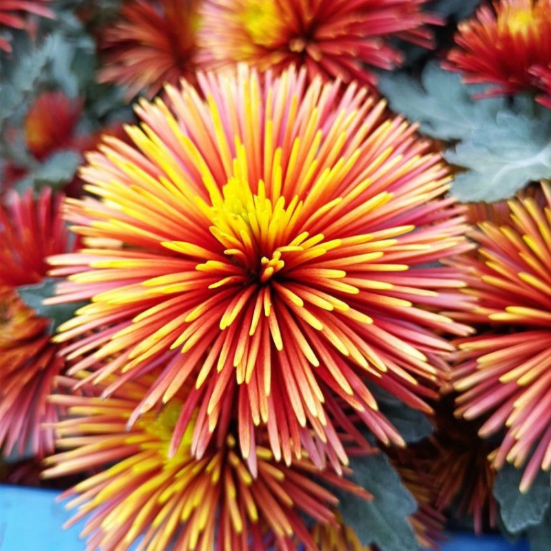 龙爪菊盆栽耐寒四季苗带花苞室内外庭院阳球花乒乓球厂家批发跨境