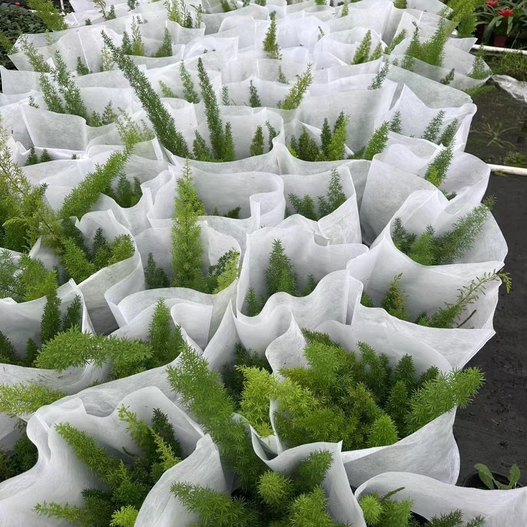 狐尾天门冬盆栽花园阳台耐寒绿植花卉好养活室内室外花境植物菖蒲