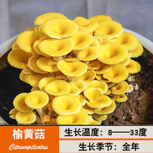 蘑菇种植高产家庭香菇大菌包香菇菌包菌种菌棒菇种花卉包一件批发
