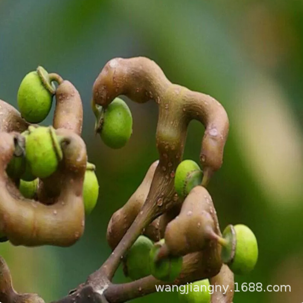 批发苗圃拐枣树苗拐枣小苗万寿果鸡爪连金钩梨当年结果盆栽南北方