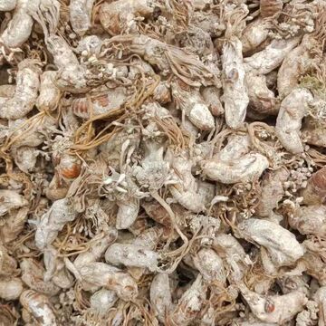 金蝉花500g新货大别山正品竹林蝉花知了花大虫草粉批发包邮