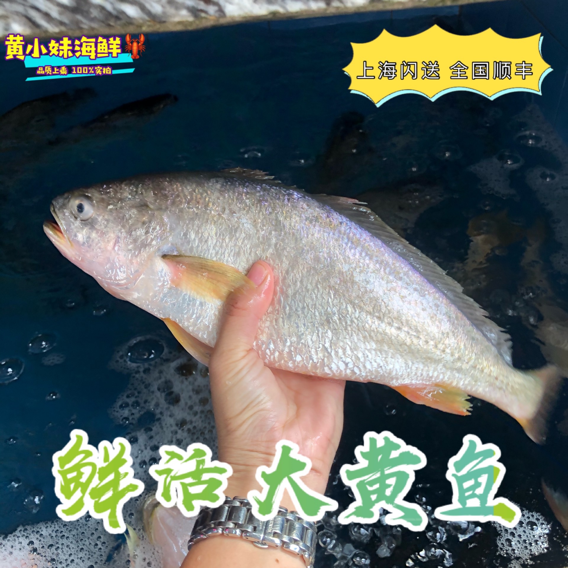 鲜活大黄鱼活体海捕黄花鱼梅子鱼新鲜海鱼非冷冻海鲜水产1条1斤