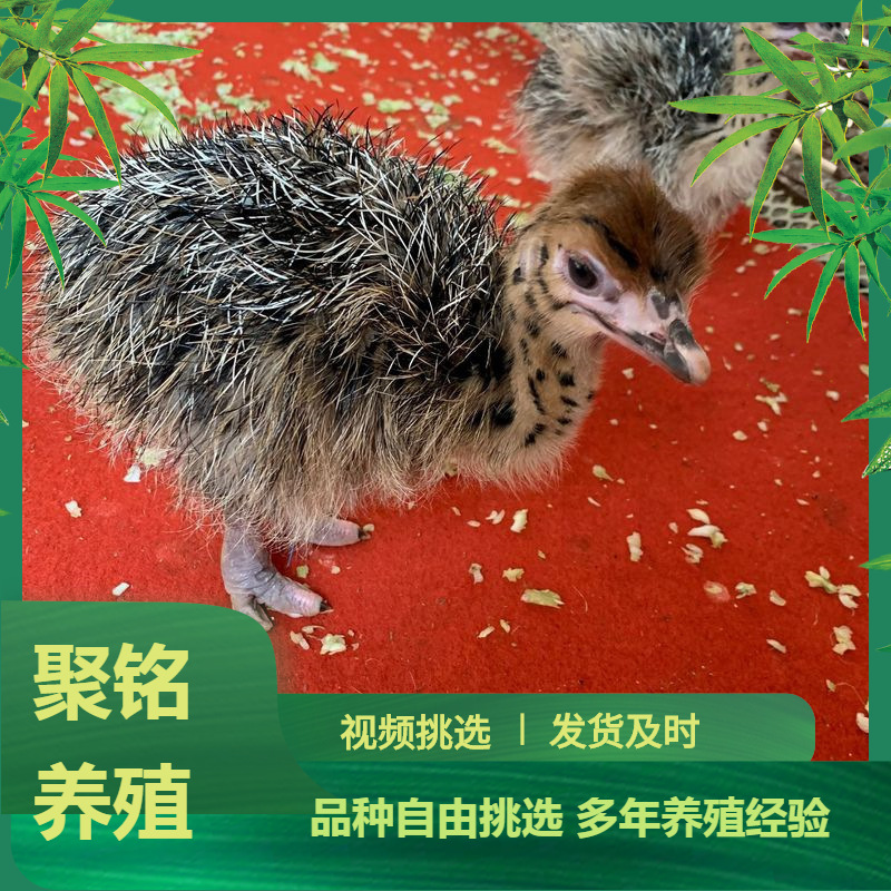 孵化场散养非洲鸵鸟幼苗 出售脱温半大青年鸵鸟苗活体-阿里巴巴