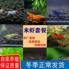 集火虾兰蓝宝石蓝丝绒香吉士雪球黄金米虾鲜活淡水观赏虾鱼缸
