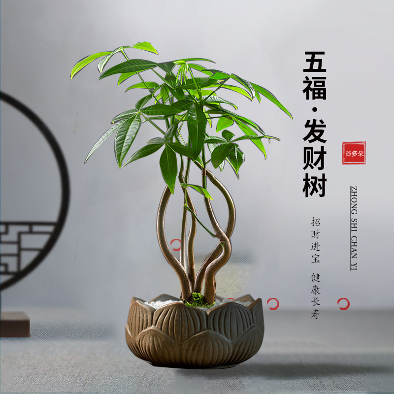 财源滚滚发财树小盆栽花卉绿植物办公室内绿萝文竹水培发财树好养