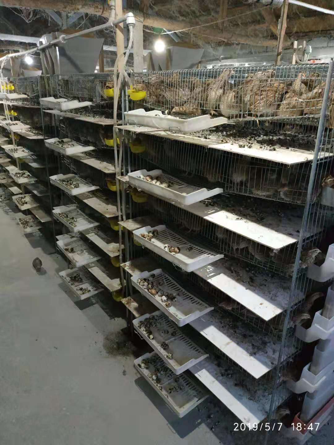 厂家直供各种鹌鹑饲养笼具,各种鹌鹑清粪机,全自动鹌鹑养殖设备