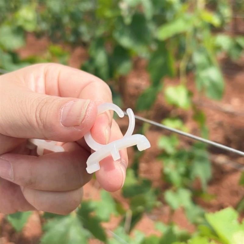 葡萄绑枝卡扣猕猴桃绑枝卡口葡萄园林固定卡子塑料挂钩新款绑枝卡