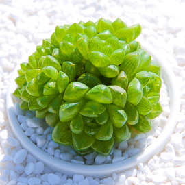 草玉露精品多肉植物十二卷属老桩防辐射办公室内盆栽花卉绿植多肉