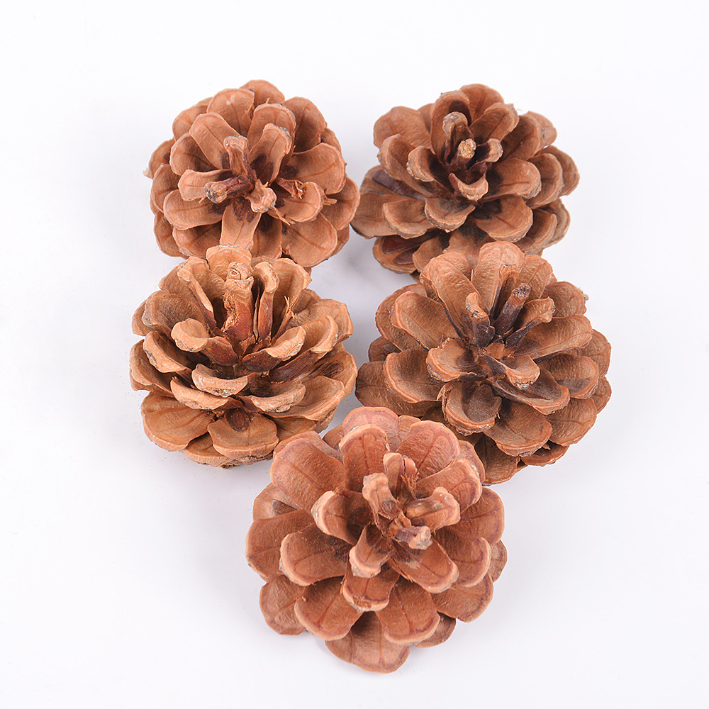 天然松果 圣诞节松塔装饰 干花包松 单个松球 家居装饰 拍摄道具