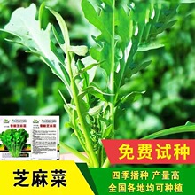 芝麻菜种子新品小青菜种籽火箭生菜阳台盆栽春秋原厂四季蔬菜种子