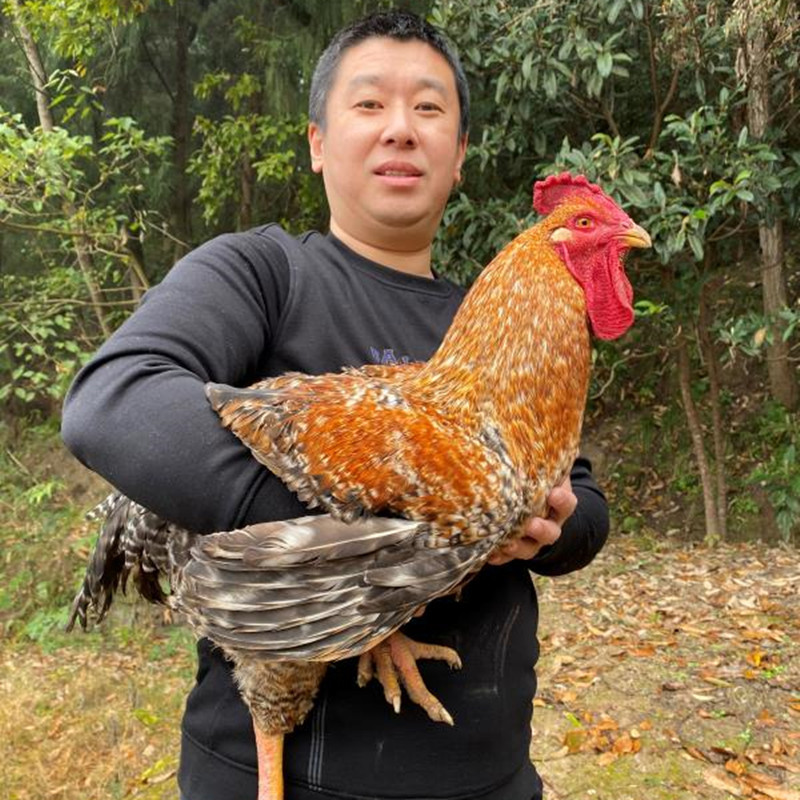 金芦花鸡种蛋受精蛋可孵化汶上芦花鸡纯种鸡苗大型土鸡鸡蛋