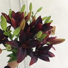 黑宝石亚百合花亚洲斗南水养家用香水百合带花苞发货云南直发黑色