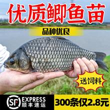 中科五号鲫鱼苗黄金鲫鱼工程湘云鲫土鲫淡水养殖食用活体大草鱼苗