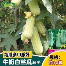 研优牛奶白丝瓜种子 菜园农家压趴架白丝瓜 春秋易种蔬菜孑