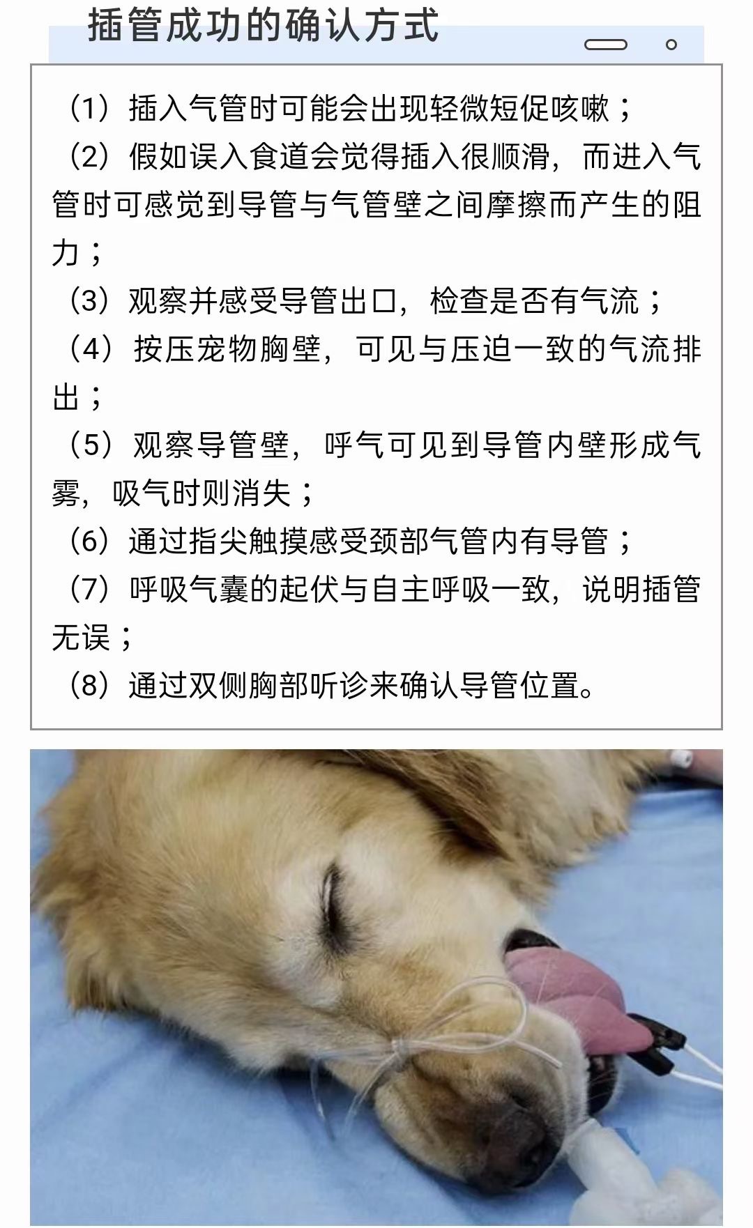 pvc材质兽用气管插管/宠物用/动物气管插管带气囊麻醉气管导管