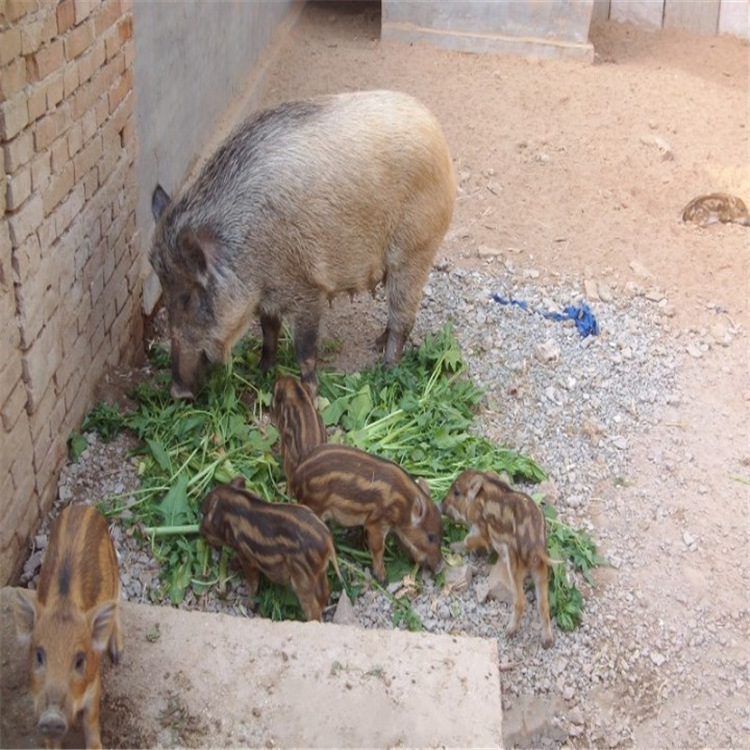 今日特种野猪苗价格 山东野猪养殖场供应小野猪幼崽 活体野猪种苗