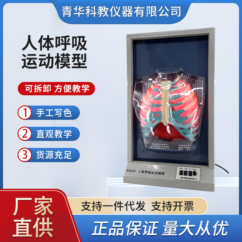 Qinghua Human Respiratory Movement Model Diaphragm Movement Simulation Human Heart and Lung Model Biological Medical Teaching Model