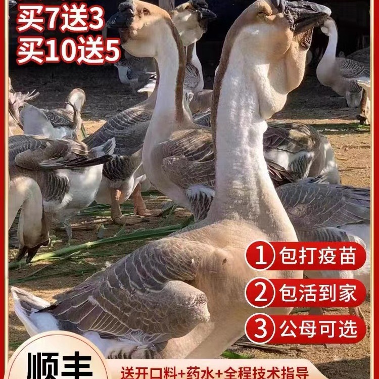 正宗狮头鹅脱温鹅苗 大种狮头鹅苗活体 灰狮头鹅活苗价格-阿里巴巴
