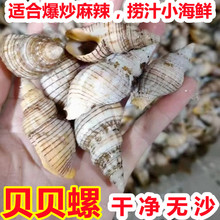 新鲜冷冻贝贝螺 海锥海螺丝海瓜子红枣螺蛳麻辣捞汁 海鲜水产贝类