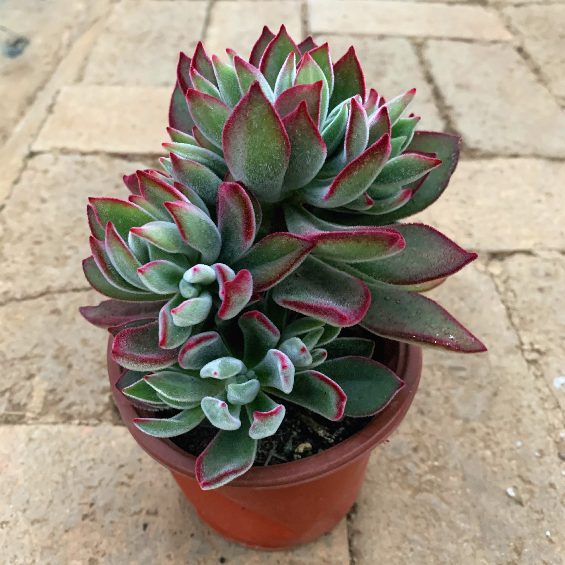 锦晃星  多肉植物多头大老桩新手好养云南热销昆明精养好货批发