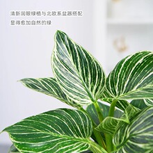 铂金钻盆栽蔓绿绒绿萝室内植物花卉绿植水培多肉新房家用吸除甲醛