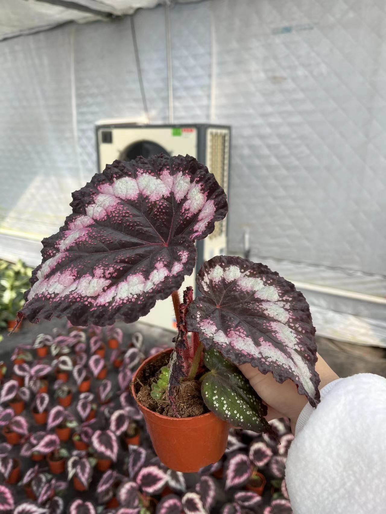 90# 迷你 海伦海棠 观叶秋海棠-阿里巴巴