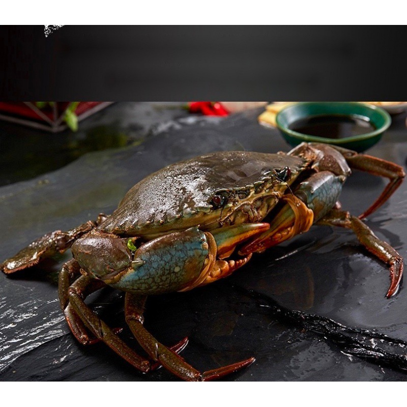 螃蟹青蟹