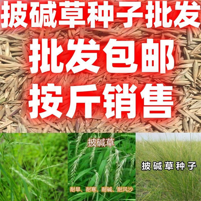 披碱草种子耐寒耐旱耐碱草籽抗风沙牧草种子野麦草山坡草地绿化籽