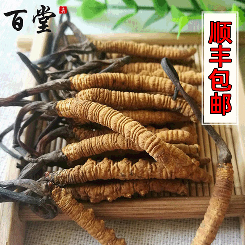 冬虫夏草五根一克西藏那曲 产地一手货源虫草无断草现货虫草批发