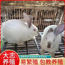 伊拉肉兔市场价格八点黑公兔活体母兔伊拉兔兔子苗