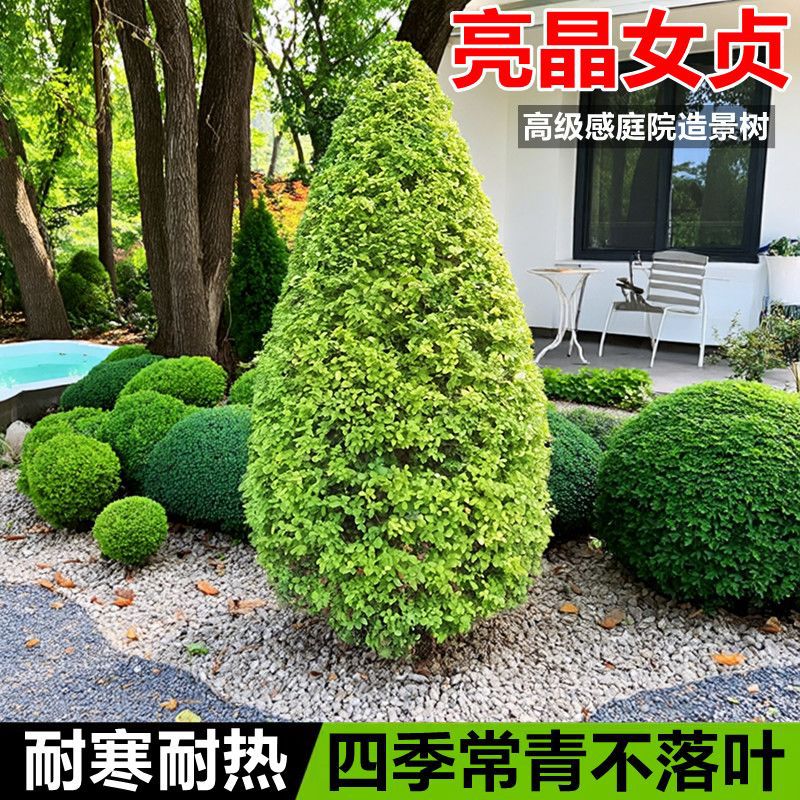 亮晶女贞塔形亮晶女贞锥形庭院阳台花境中层植物四季常青耐热耐寒