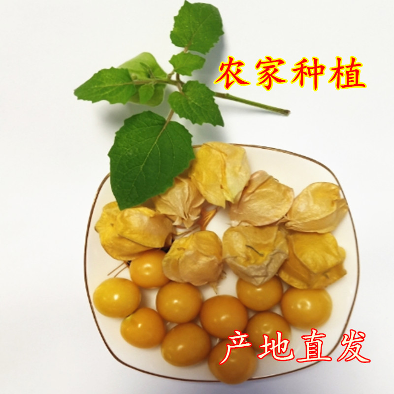 顺丰小金豆5斤装姑娘果黄菇娘洋姑娘灯笼果东北特产水果新鲜应季