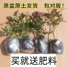 欧月四季月季花苗小苗大花浓香开花复色玫瑰花四季盆栽花卉植物