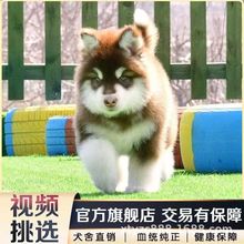 纯种阿拉斯加幼犬大型活体黑白红色灰色熊版阿拉斯加雪橇犬宠物犬