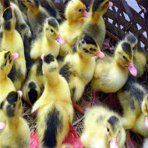 鸭子苗活物 高产四川花边鸭土鸭苗 脱温花边鸭苗 麻鸭苗活体出售