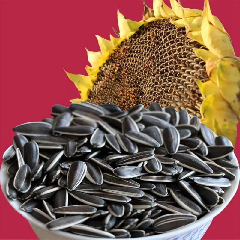 瓜子原味5斤内蒙古河套五原现炒葵花子大颗粒散装新货葵花籽5斤