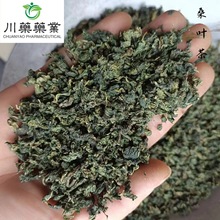 桑叶茶500g 新货中药材批发供应 泡茶 养生茶