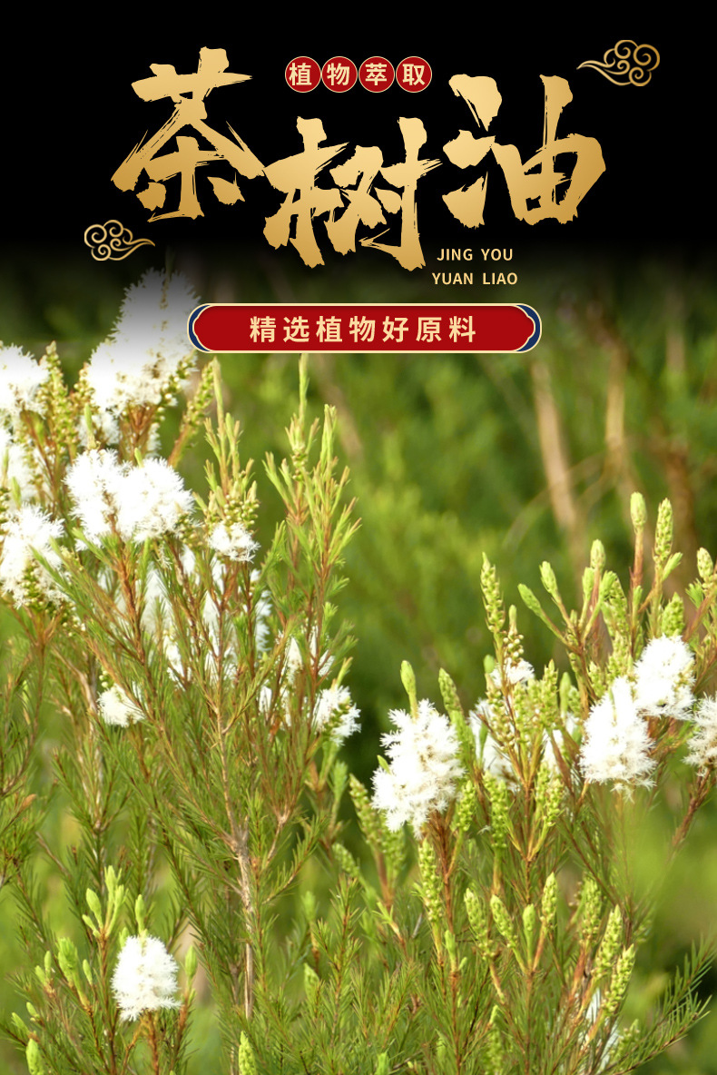 茶树油cas68647734茶树精油teatreeoil互叶白千层油现货