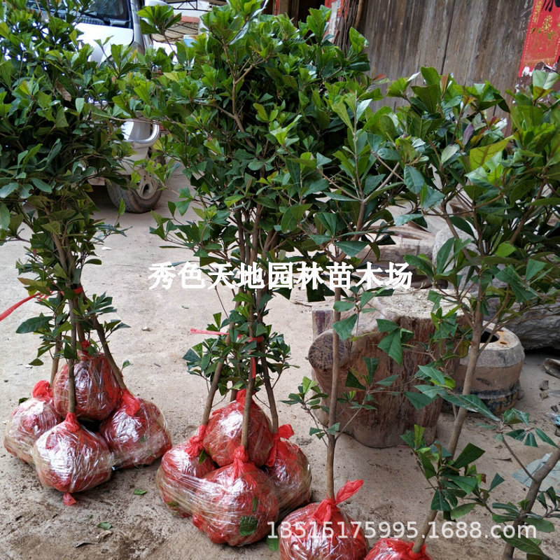 神秘果果树果苗盆栽云南神秘果鲜果干变味果四季阳台庭院盆栽地栽